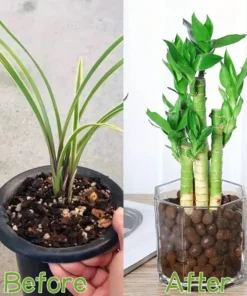 Garden Hydroponic Expanded Clay Pebbles – Organic Ceramic Oval Pellets for Pots, Planters,Orchids, Succulents, Bottom Drainage 2