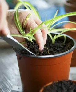 75Pcs Flexible Plant Nursery Pots Seed Starting Pots Plastic Flower Plant Container for Succulents Seedlings Cuttings Transplant 2