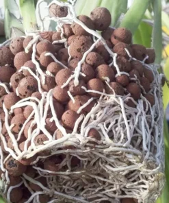 Garden Hydroponic Expanded Clay Pebbles – Organic Ceramic Oval Pellets for Pots, Planters,Orchids, Succulents, Bottom Drainage 5