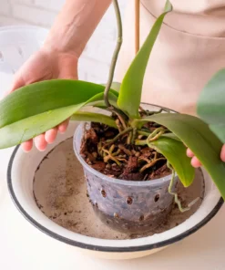 5Pcs Plastic Orchid Pot 4/5/6inch Transparent Slotted Orchid Pots with Holes and Saucers Breathable Flower Plant Pot for Nursery 4