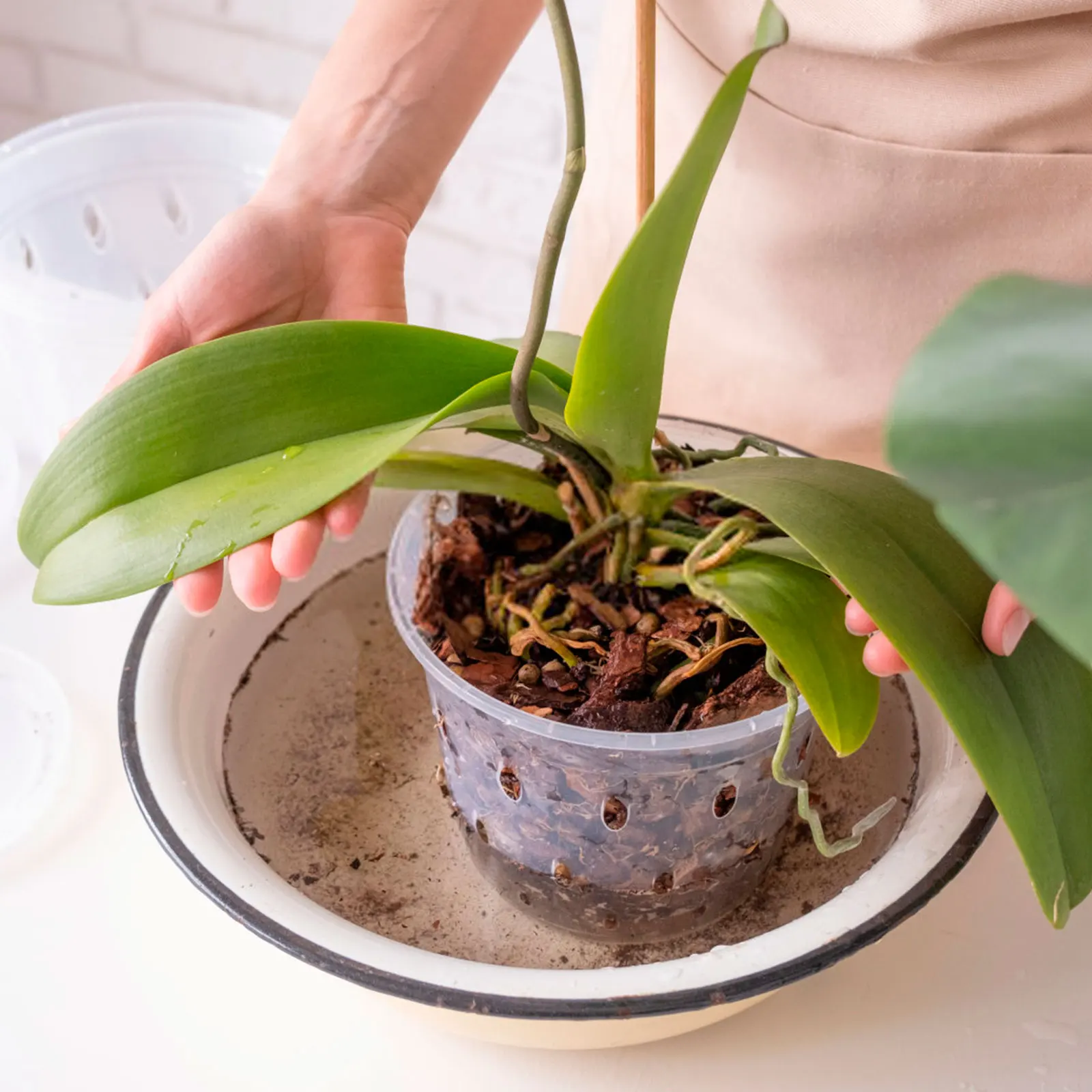 5Pcs Plastic Orchid Pot 4/5/6inch Transparent Slotted Orchid Pots with Holes and Saucers Breathable Flower Plant Pot for Nursery 4