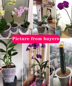 Meshpot Home Decoration Clear Orchid Pots with Holes Cattleya Dendrobium Orchid Plants Pot Cachepot in 10cm 12cm 15cm 6