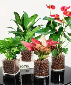 Garden Hydroponic Expanded Clay Pebbles – Organic Ceramic Oval Pellets for Pots, Planters,Orchids, Succulents, Bottom Drainage 4