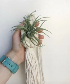 LUDA Boho Macrame Air Plant Hanger Tillandsia Hanging Basket Rope Holder Flower Home Decor 3
